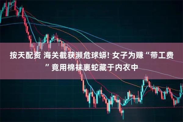 按天配资 海关截获濒危球蟒! 女子为赚“带工费”竟用棉袜裹蛇藏于内衣中